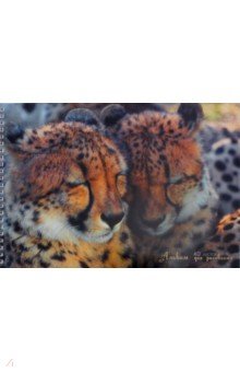 Альбом для рисования Два гепарда (40 листов, А4) (АС2Л401805)