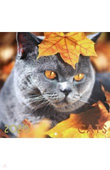 Календарь настенный на 2020 год Домашние любимцы. Осенний кот (КС62006)