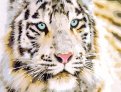 Холст "Белый бенгальский тигр", 22х30 см. (Х-2824)