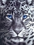 Картина п/номерам 40х50 "Голуб.леопард" КХ_37950